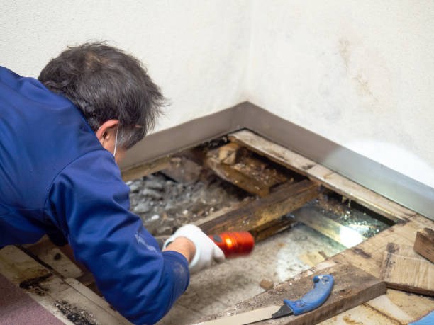 Best Professional Mold Removal  in Santa Rosa, NM