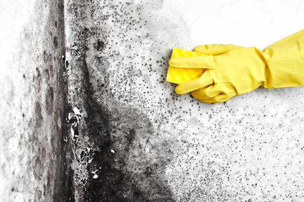 Trusted Santa Rosa, NM Mold Removal Experts