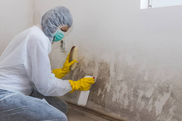 Mold Removal and Inspection in Santa Rosa, NM