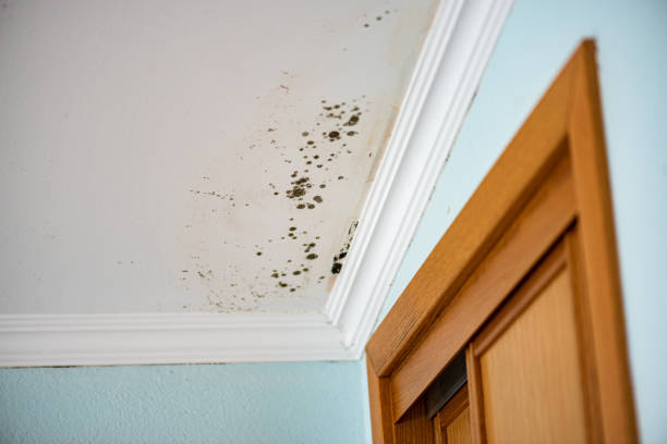 Best Best Mold Removal Companies  in Santa Rosa, NM