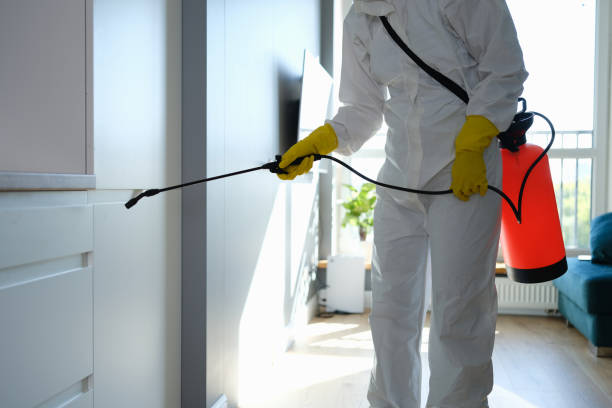 Best Local Mold Removal Service  in Santa Rosa, NM