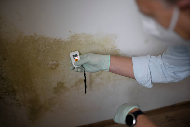 Attic Mold Removal in Santa Rosa, NM