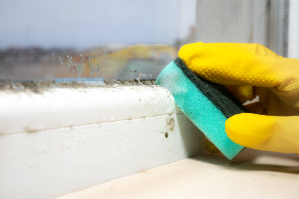Best Certified Mold Removal  in Santa Rosa, NM