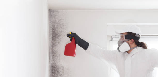 Best Certified Mold Removal  in Santa Rosa, NM