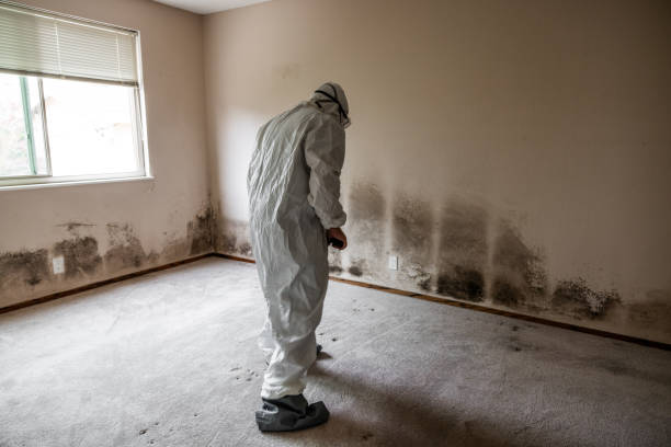 Best Mold Removal Company Near Me  in Santa Rosa, NM