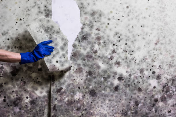 Best Mold Removal Specialists  in Santa Rosa, NM