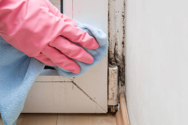 Best Mold Removal Near Me  in Santa Rosa, NM