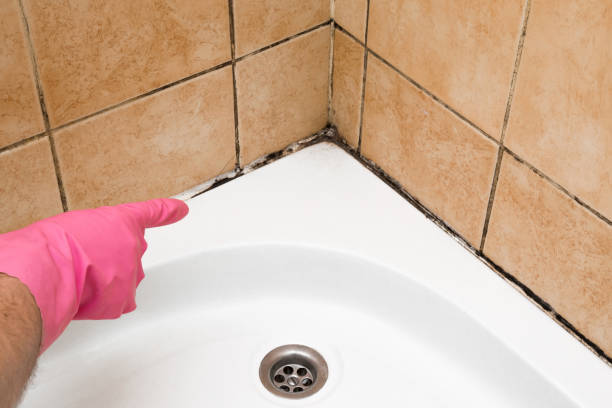 Best Mold Cleaning Services  in Santa Rosa, NM